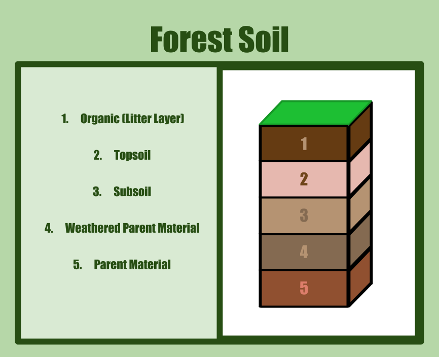 https://gibneyce.com/uploads/3/5/3/5/35353153/forest_soil__1_.png